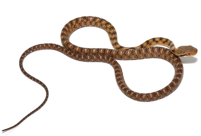 Siamese-Cat-Eyed-Snake-for-Sale.png Siamese Cat Eyed Snake for Sale - Image 1