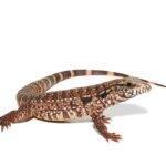 Silver Panther Tegu For Sale