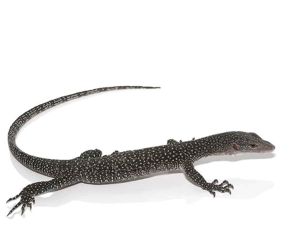 Silver-Phase-Solomon-Island-Mangrove-Monitor-e1746864112464.jpg Silver Phase Solomon Island Mangrove Monitor For Sale - Image 1