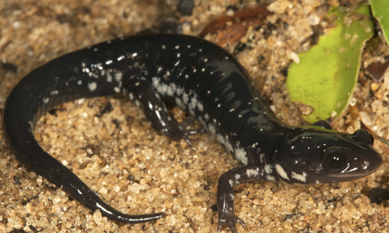 Slimy-Salamander-for-Sale.png Slimy Salamander for Sale - Image 1