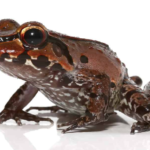 Smokey Jungle Frog For Sale