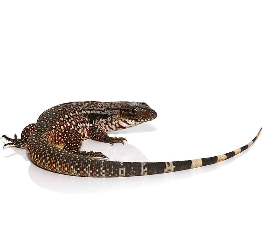 Snowmaker-Tegu-e1722143849610.jpg Snowmaker Tegu For Sale - Image 1