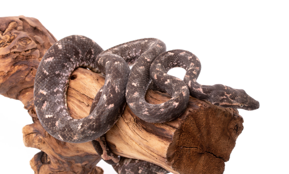Solomon-Island-Tree-Boa-e1756206862612.png Solomon Island Tree Boa For Sale - Image 1
