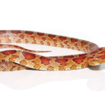 South Florida Corn Snake For Sale