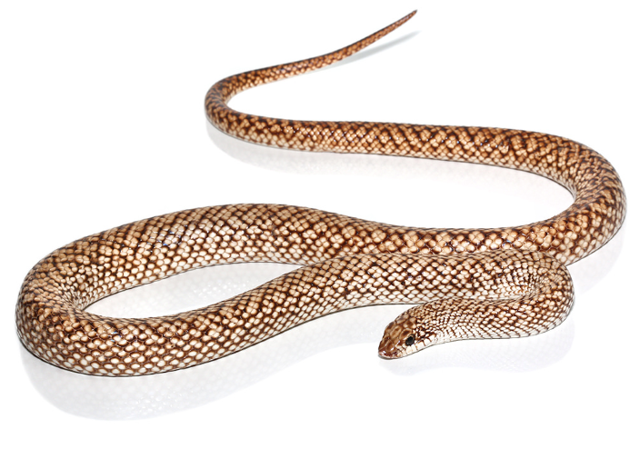 Speckled-Hognose-Snake-for-Sale.png Speckled Hognose Snake for Sale - Image 1