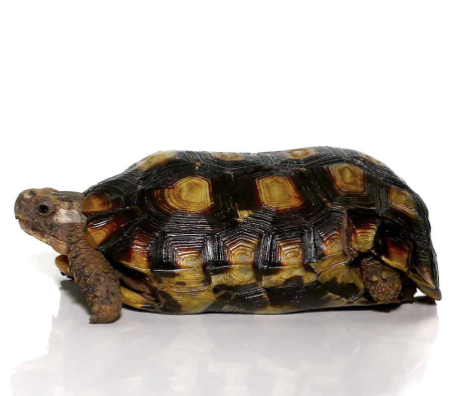 Spekes-Hingeback-Tortoise-for-Sale.png Speke’s Hingeback Tortoise for Sale - Image 1