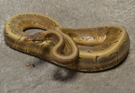 Spinner-Ball-Python-for-Sale-1.png Spinner Ball Python for Sale - Image 1