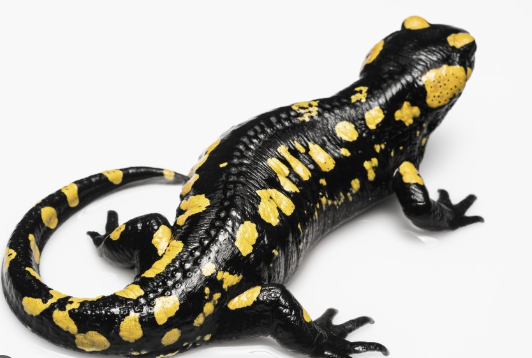 Spotted-Salamander-for-Sale-e1756454523302.png Spotted Salamander for Sale - Image 1