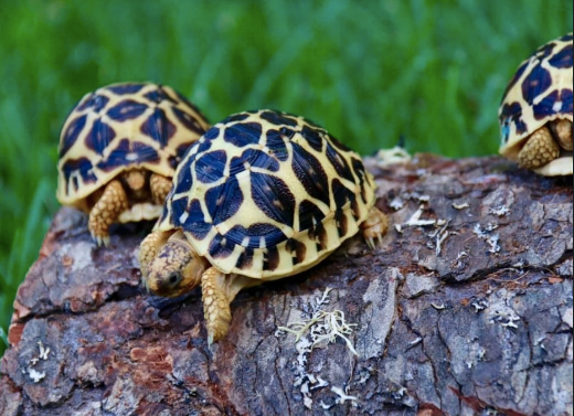 Sri-Lankan-Star-Tortoise-for-Sale-1.png Sri Lankan Star Tortoise for Sale - Image 1
