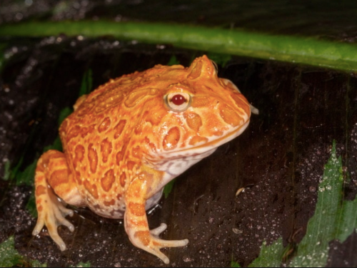 Strawberry-Pacman-Frog-for-Sale.png Strawberry Pacman Frog for Sale - Image 1