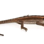 Striped Bearded Dragon For Sale