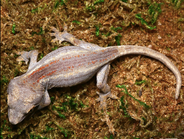 Striped-Gargoyle-Gecko-600x453-1.png Striped Gargoyle Gecko For Sale - Image 1