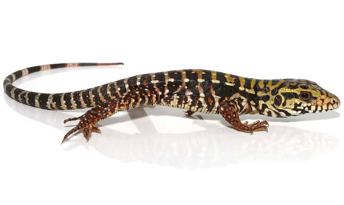 Super-Red-Tegu.png Super Red Tegu For Sale - Image 1