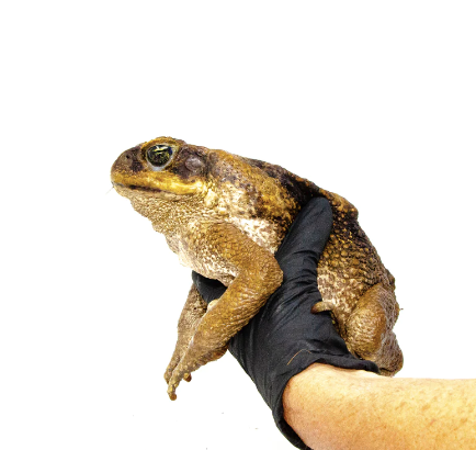 Suriname-Giant-Marine-Toad-for-Sale-e1756449040924.png Suriname Giant Marine Toad for Sale - Image 1