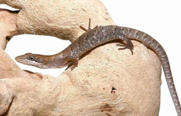 Texas-Alligator-Lizard-600x384-1.png Texas Alligator Lizard For Sale - Image 1