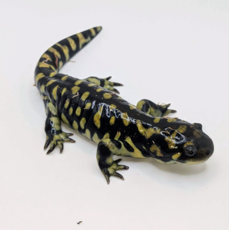 Tiger-Salamander-for-Sale.png Tiger Salamander for Sale - Image 1