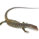 Timor Monitor for Sale