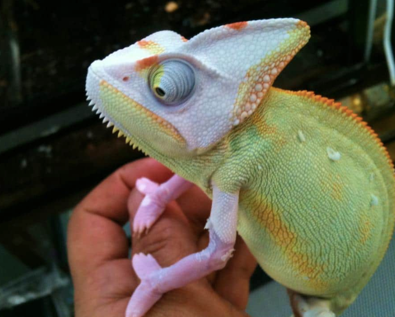 Translucent-Veiled-Chameleon-for-Sale-1.png Translucent Veiled Chameleon for Sale - Image 1