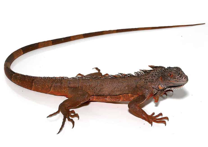 True-Red-Iguana.png True Red Iguana For Sale - Image 1