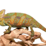 Veiled Chameleon for Sale