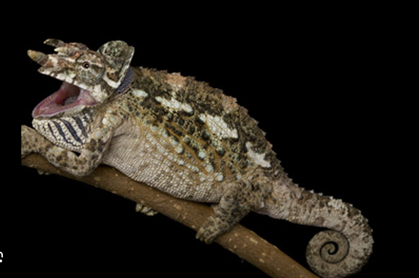 Werners-Chameleon-for-Sale.png Werner’s Chameleon for Sale - Image 1