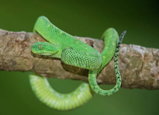 West-African-Bush-Viper-For-Sale.png West African Bush Viper For Sale - Image 1