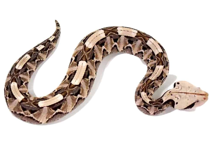 West-African-Gaboon-Viper.png Gaboon Viper For Sale - Image 1