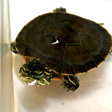 Western-Painted-Turtle-for-Sale.png Western Painted Turtle for Sale - Image 1
