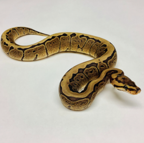 Woma-Ball-Python-for-Sale-1.png Woma Ball Python for Sale - Image 1