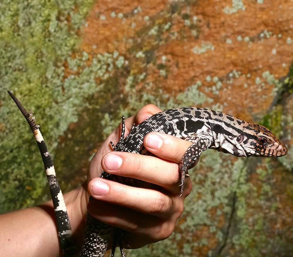 Yearling-Merica-Tegu-e1722231164435.jpg Yearling Merica Tegu For Sale - Image 1