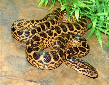 Yellow-Anaconda-for-Sale.png Yellow Anaconda for Sale - Image 1