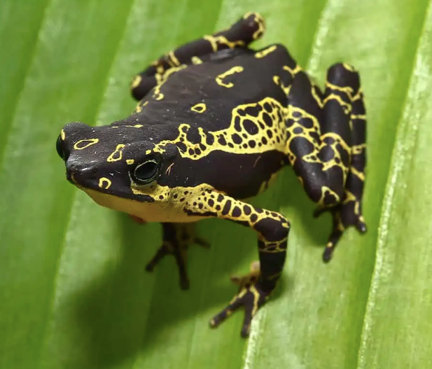 Yellow-Harlequin-Toad.png Yellow Harlequin Toad For Sale - Image 1