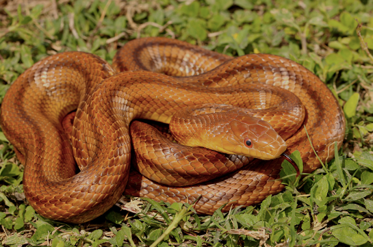 Yellow-Ratsnake.png Yellow Rat snake For Sale - Image 1