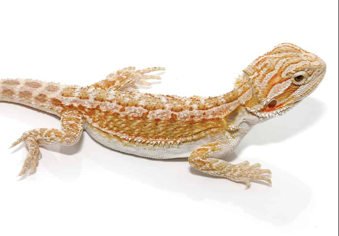 citrus-bearded-dragon-1.png Citrus Bearded Dragon For Sale - Image 1