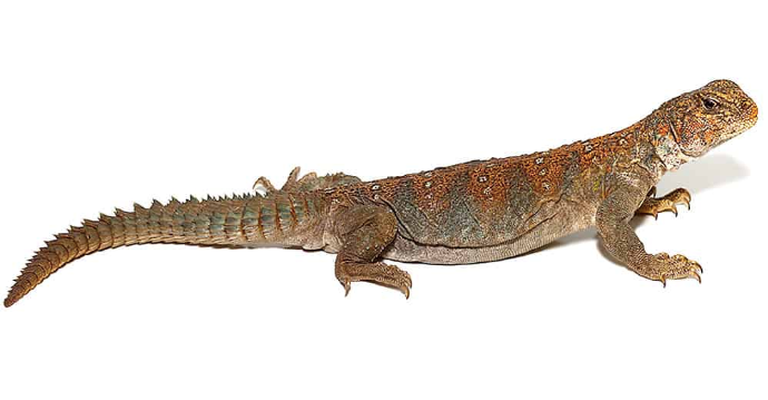 occelated-uro.png Ocellated Uromastyx for Sale - Image 1