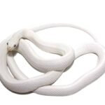 Leucistic Texas Rat Snake For Sale