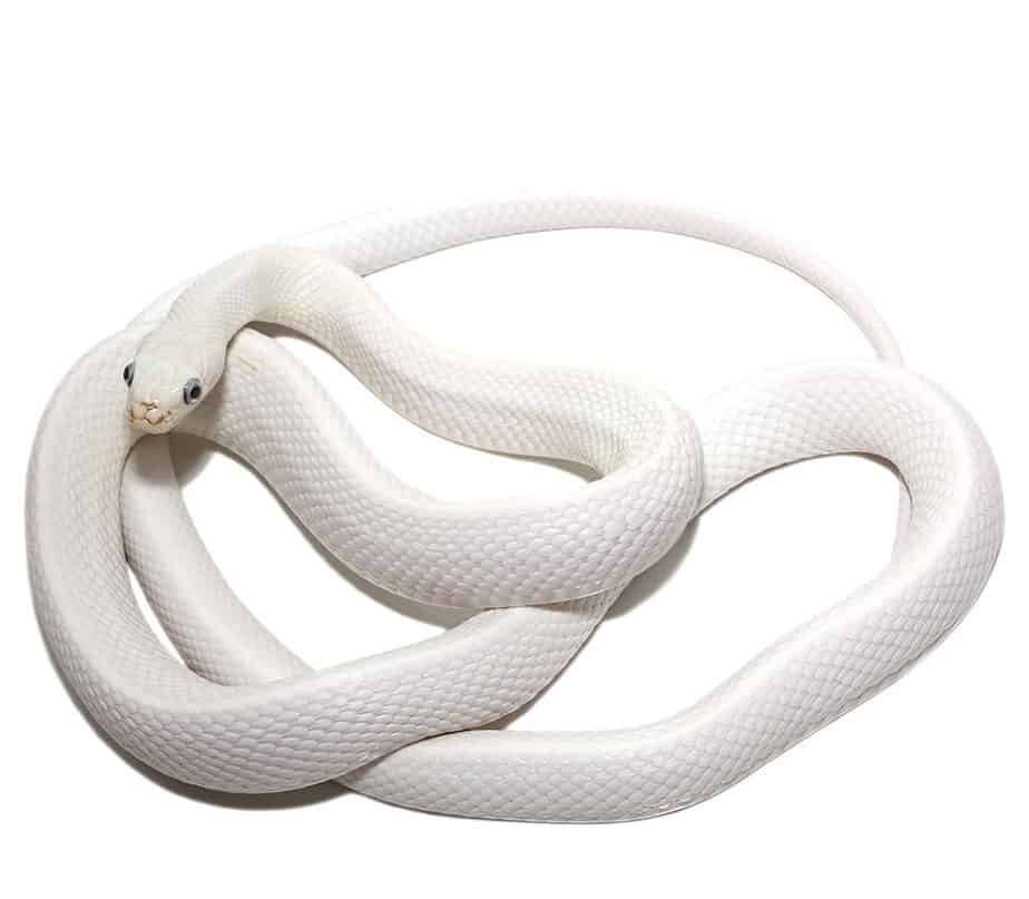 ug_leucistic_texas_ratsnake_3-990x990-1-e1756283001523.jpg Leucistic Texas Rat Snake For Sale - Image 1